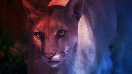 Az életet hozó texasi puma-DNS: a floridai párduc feltámadása