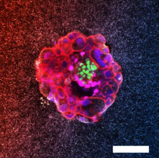Az emberi embrió beültetéséről először készült élő 3D felvétel