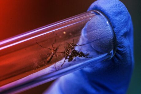 Az időjárás előre jelezheti a következő dengue-járványt