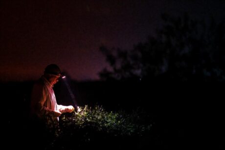 Egyre kevesebb az egyiptomi jázmin, veszélyben a világ parfümjei