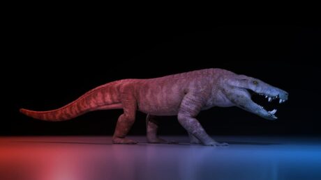 A dinoszauruszevő óriáskrokodil, akit egy egyiptomi istenről neveztek el
