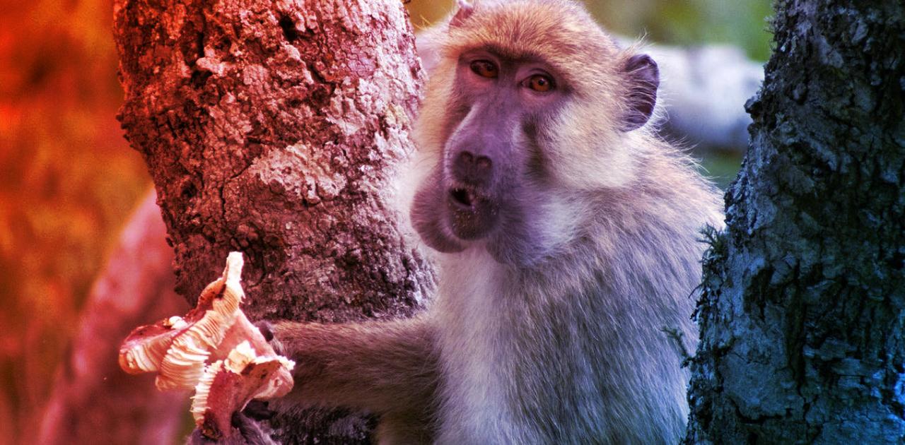 A gombák, amelyek segítettek emberré válnunk
