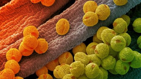 Kutatók szerint a pollen lehet a jövő papírja és szivacsa
