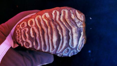 Meglepő eredmény, mamutfogban találták a Föld legrégebbi kórokozóit