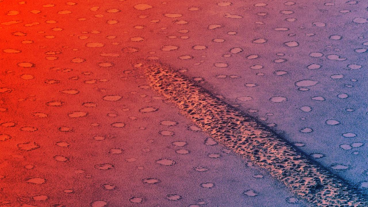 A növények titokzatos túlélési trükkjei a száraz vidékeken