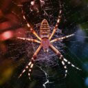 A pókháló-díszek segítik a pókot a vadászatban