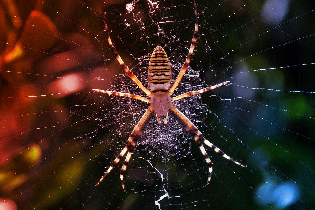 A pókháló-díszek segítik a pókot a vadászatban