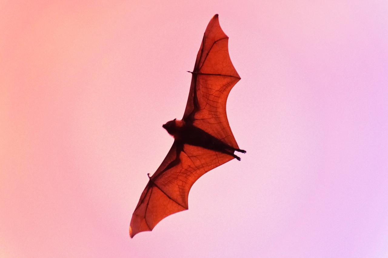 Az agyunkban is ott van az iránytű, a denevérek így tájékozódnak a világ végén