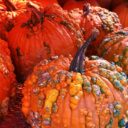 Az ártatlan sütőtök veszélyes titkot rejthet