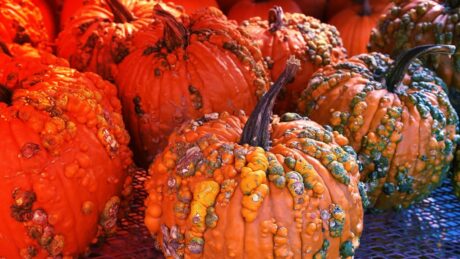 Az ártatlan sütőtök veszélyes titkot rejthet