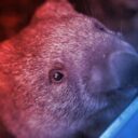 Az egyik legritkább emlősfaj újszülöttjei bukkantak fel Ausztráliában