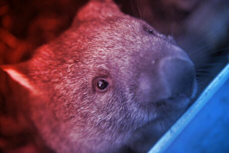 Az egyik legritkább emlősfaj újszülöttjei bukkantak fel Ausztráliában