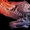 Az első mumifikálódott, patás dinoszaurusz meghökkentő felfedezése Wyomingban