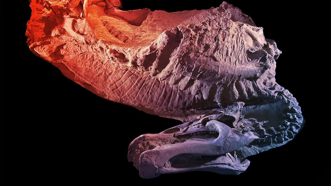 Az első mumifikálódott, patás dinoszaurusz meghökkentő felfedezése Wyomingban