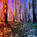 Az erdőtüzek igazi madárparadicsomot teremtenek a Sierra Nevadában