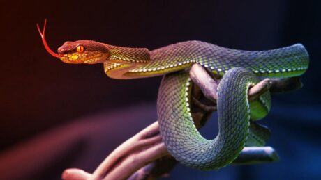 Az evolúció trükkje: A kígyóvizelet lehet a köszvény ellenszere?