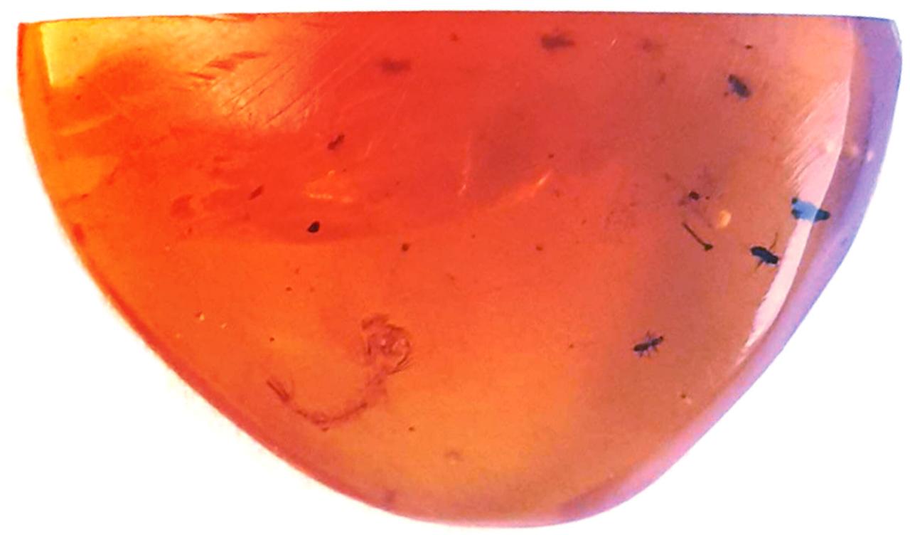 Az ős-szúnyog, amely átírhatja az evolúciót