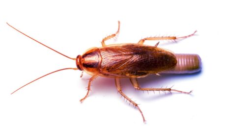 Az otthoni csótányinvázió súlyos allergénforrás lehet