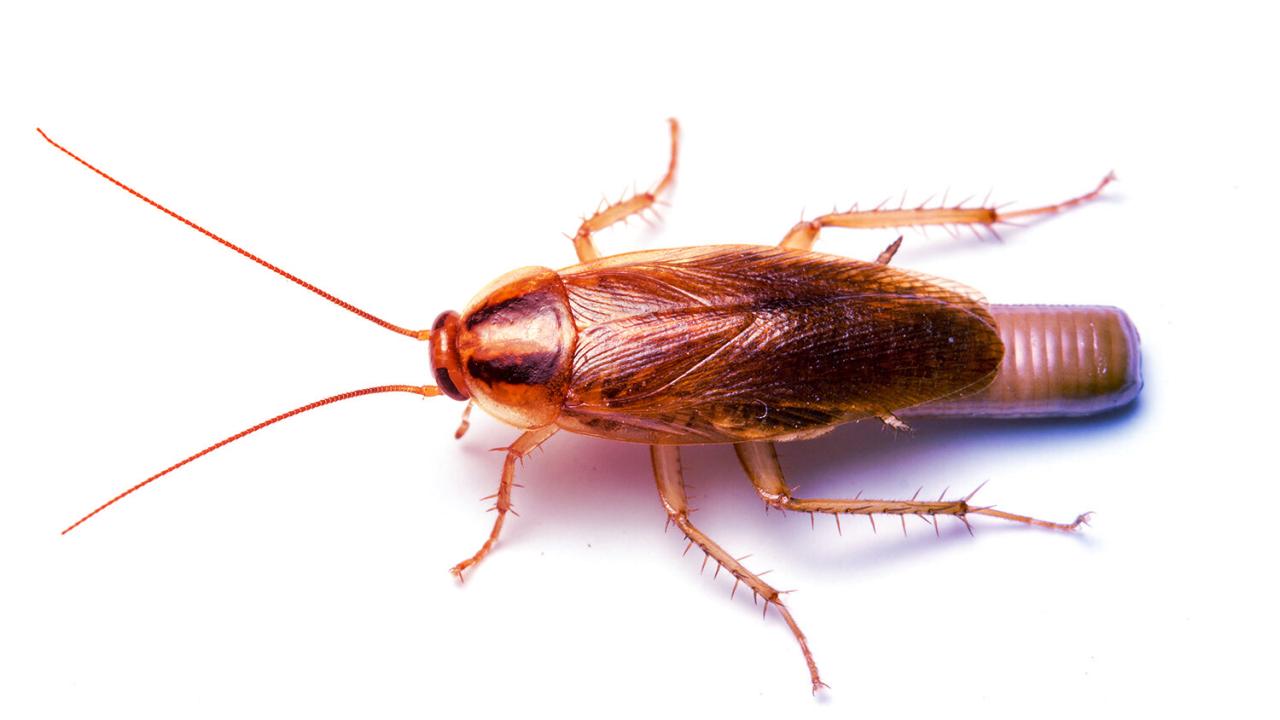 Az otthoni csótányinvázió súlyos allergénforrás lehet