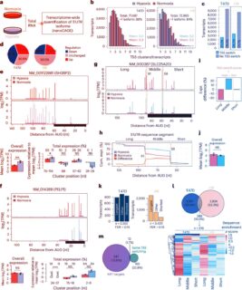 Az oxigénhiányhoz alkalmazkodó sejtek titka: az epigenetika játszik főszerepet