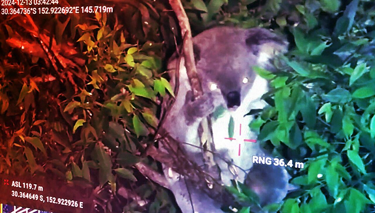 Az ültetvényerdők jelentősége: a koala a tét