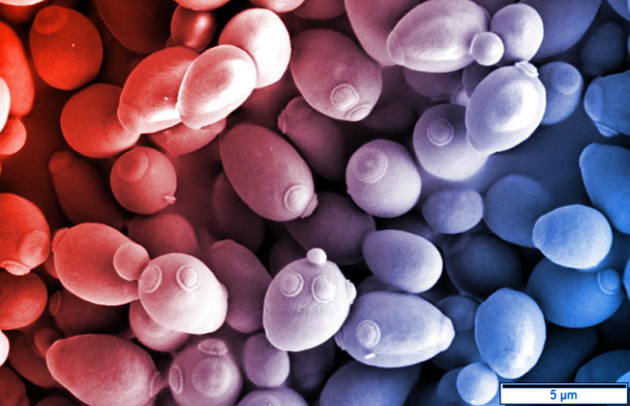 Élesztősejtekből szupernövénygyárat csinálnak