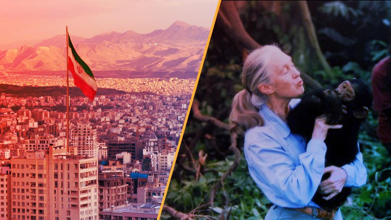 Elhunyt Jane Goodall, bőrből készült petesejt forradalmat hozhat