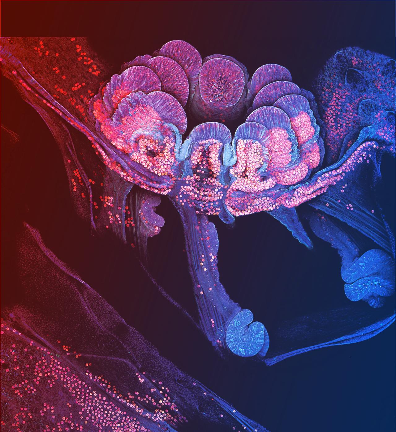 Így ragaszkodnak a korallok a zátonyhoz – váratlan titkok!