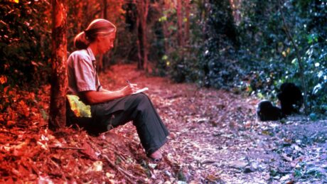 Jane Goodall öröksége, az ember aki barátokat szerzett a csimpánzoknak