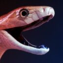 Meglepő, hogyan hat a mamba mérge és az ellenszérum az izmokra