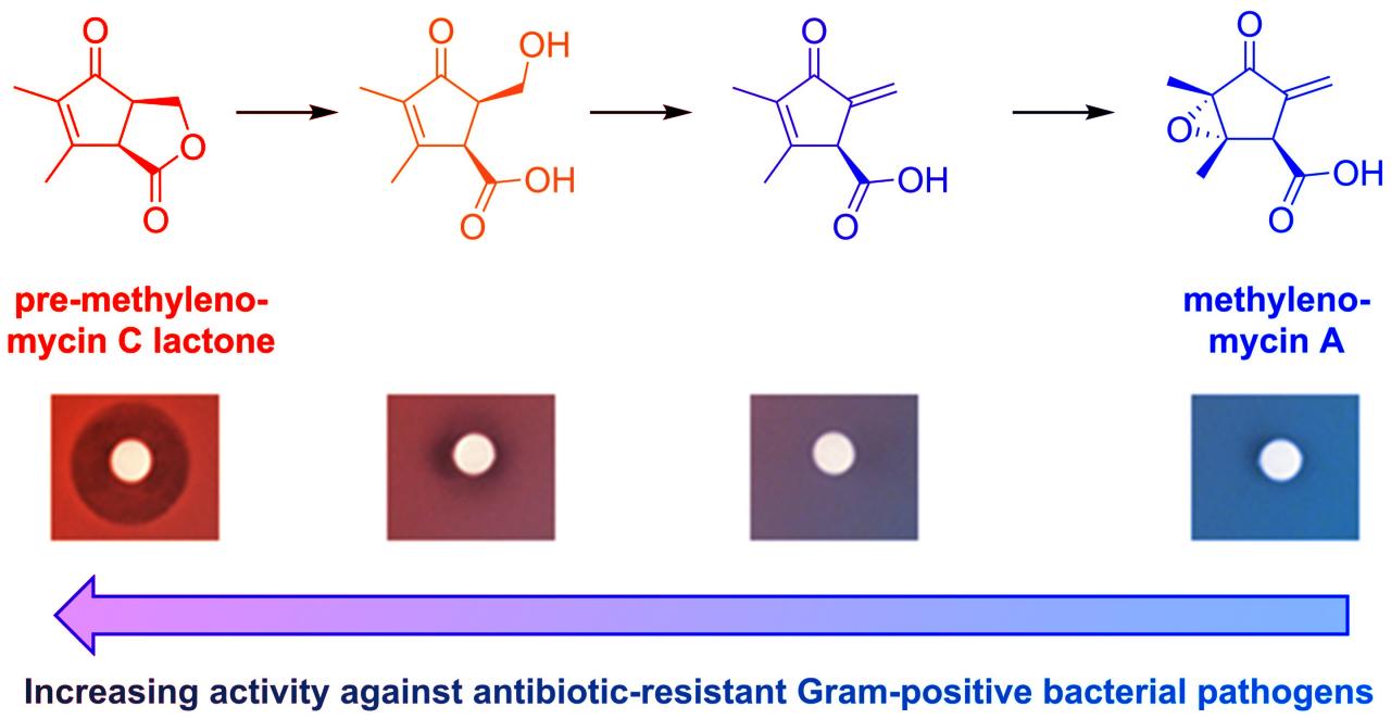 Régi szer felfedezése segíthet a szuperbaktériumok ellen