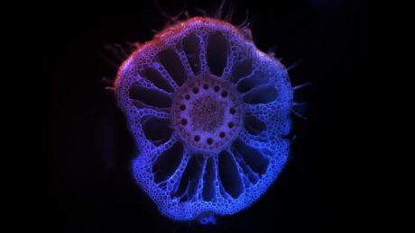 A szárazság nyomait őrző talaj megmentheti a növényeket