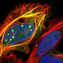 Átalakuló fehérje, így lesz halálos a veszettség