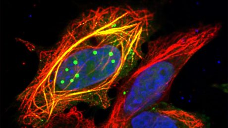 Átalakuló fehérje, így lesz halálos a veszettség