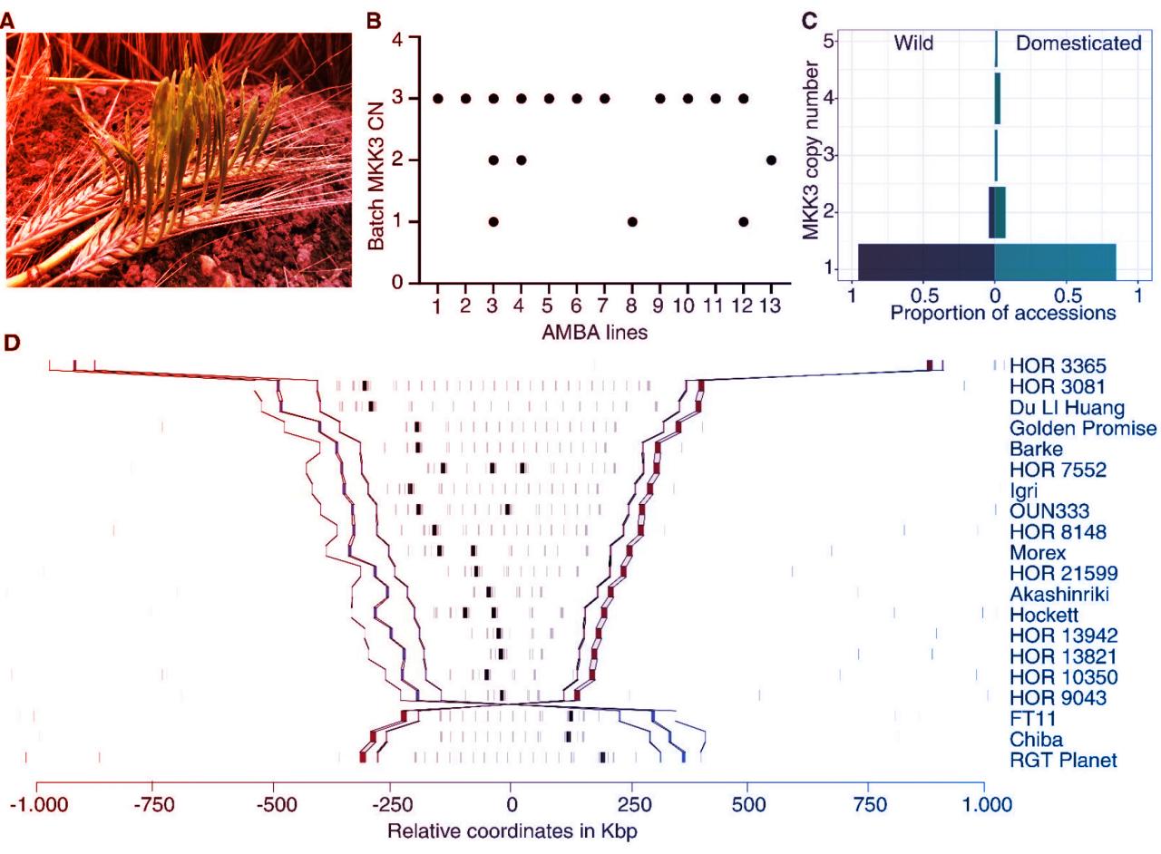 Az árpatermesztés titkos ellensége: a túl korai csírázás