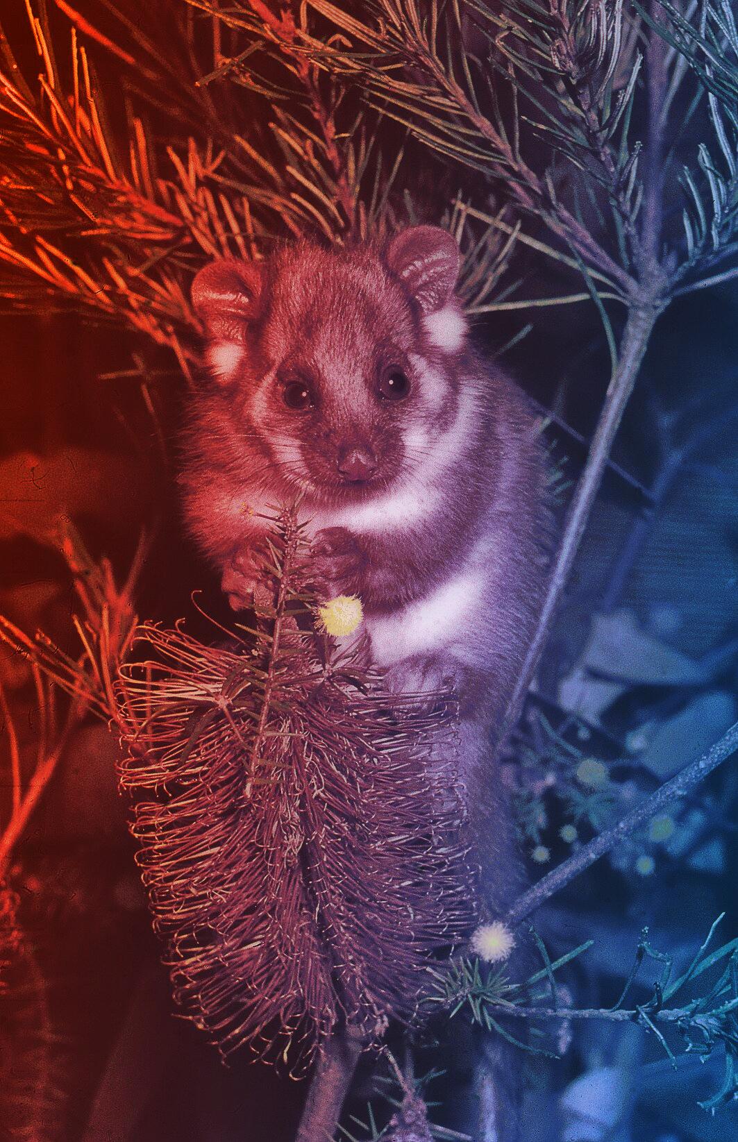 Az ausztrál oposszumok mérgezett élete: PFAS-szint rekordok