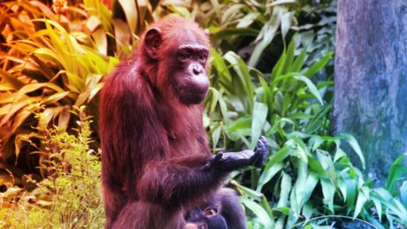 Az emberszabásúak is képesek mérlegelni a bizonyítékokat