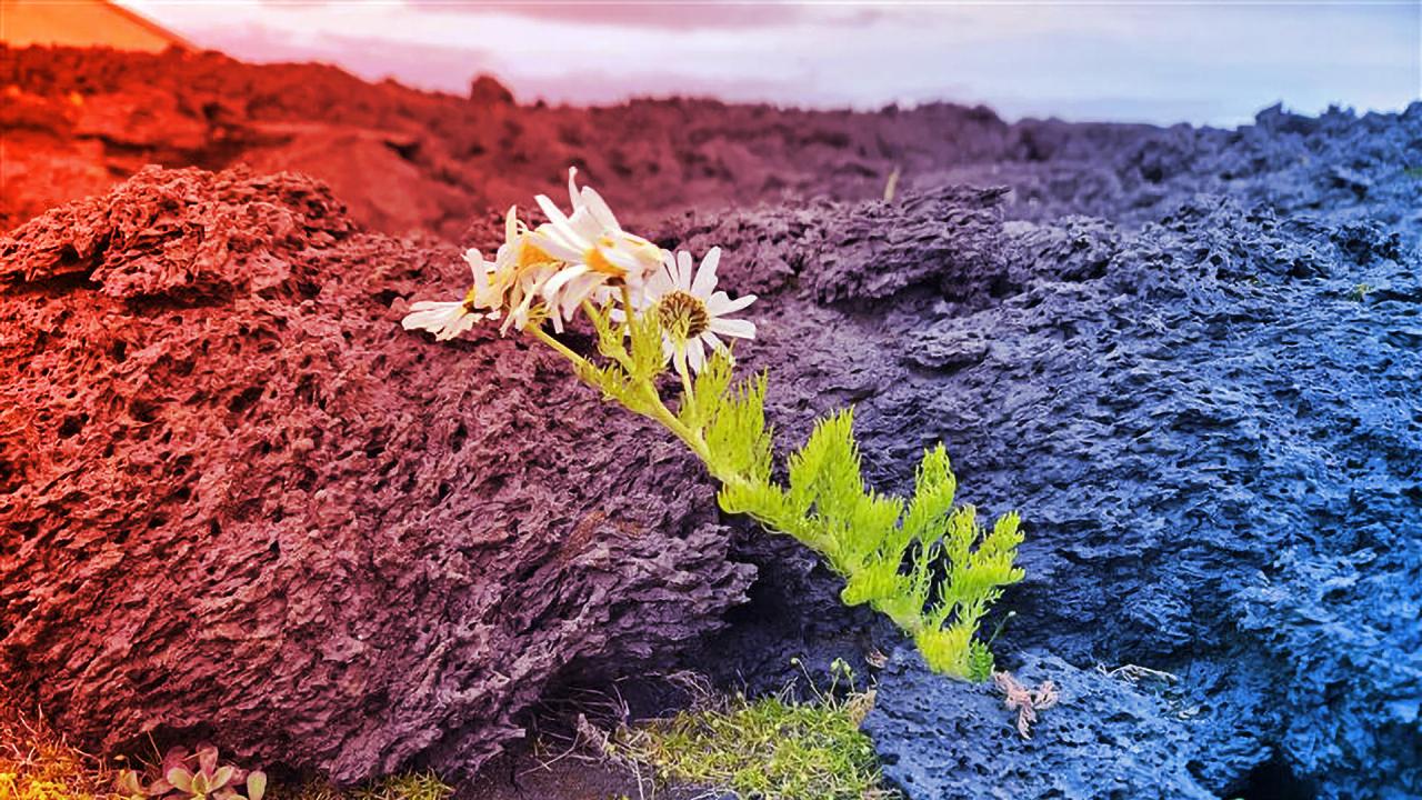 Az izlandi Surtsey titka: a madarak hozták az életet