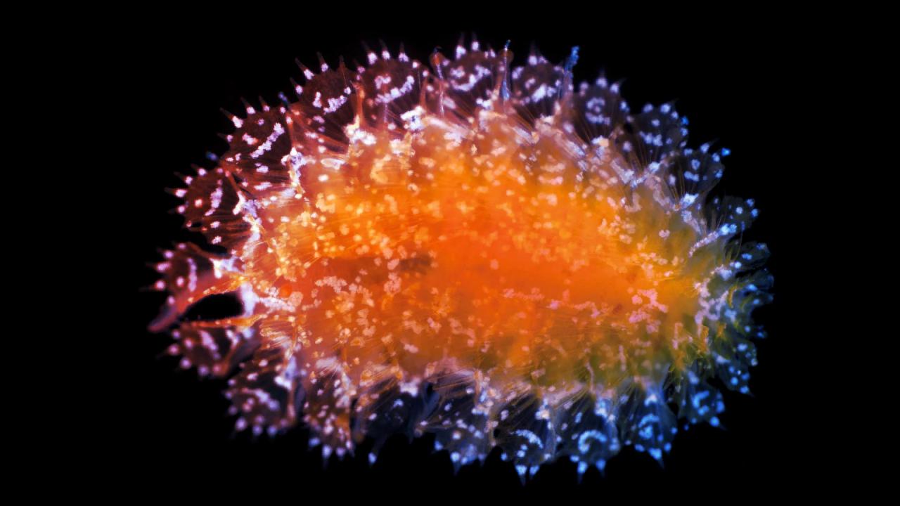 Az óceán mélyén tizennégy furcsa fajt fedeztek fel