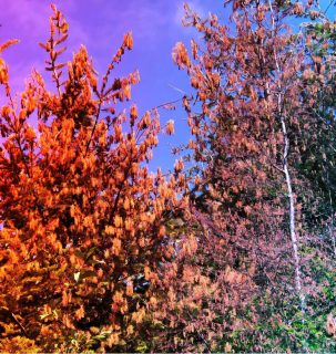 Az óriási hőhullám letarolta az északnyugati erdőket