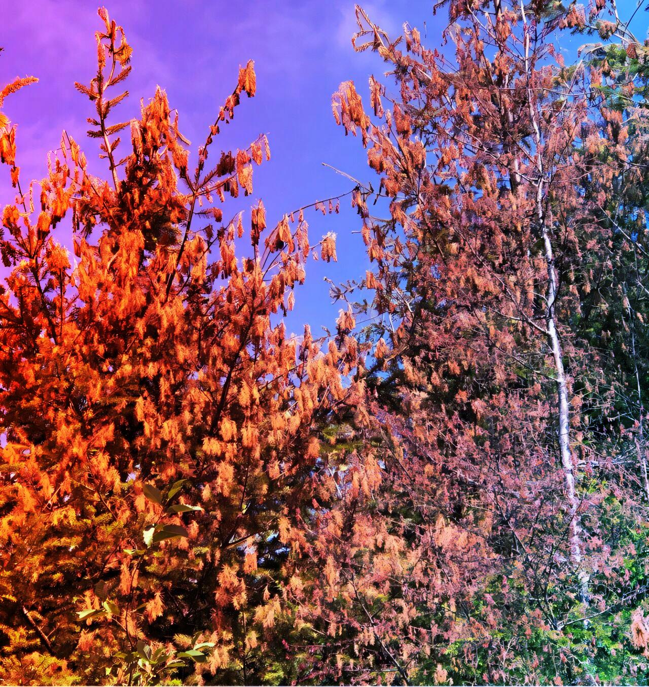 Az óriási hőhullám letarolta az északnyugati erdőket