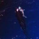 Az orka-csapatok már a cápabölcsődéket is vadásszák