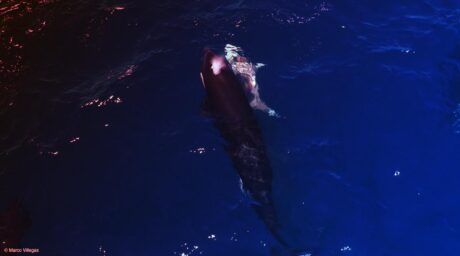 Az orka-csapatok már a cápabölcsődéket is vadásszák