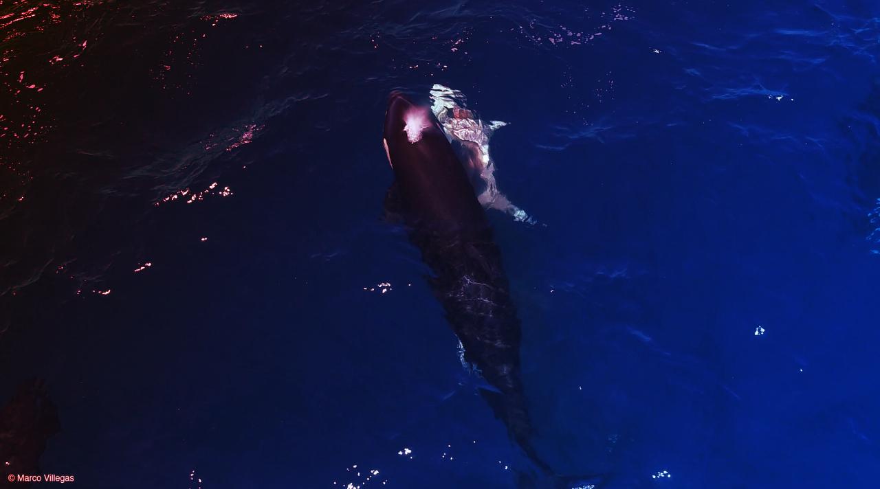 Az orka-csapatok már a cápabölcsődéket is vadásszák