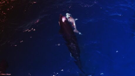 Az orkáknak most a fiatal nagy fehér cápa a kedvenc csemegéjük