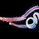 Az ősparazita ma is pusztítja az osztrigákat