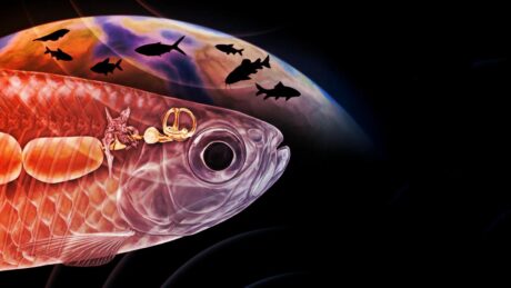 Egy ősi hal hallása meglepte a tudósokat