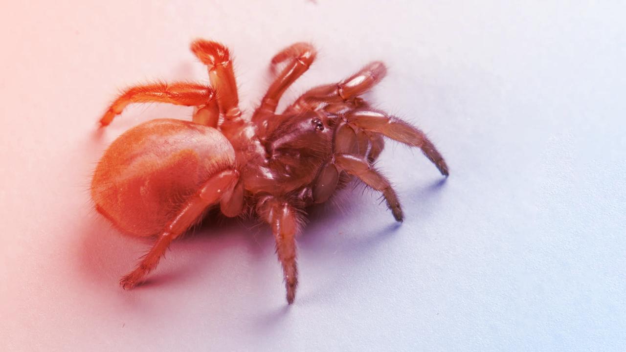 Egy új pókfajt találtak a kaliforniai strandok homokjában