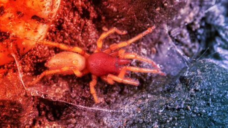 Óriási meglepetés, a kanári-szigeteki pók megfelezi a genetikai állományát