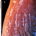 Ősi krími lelet szerint a neandervölgyiek is festegettek